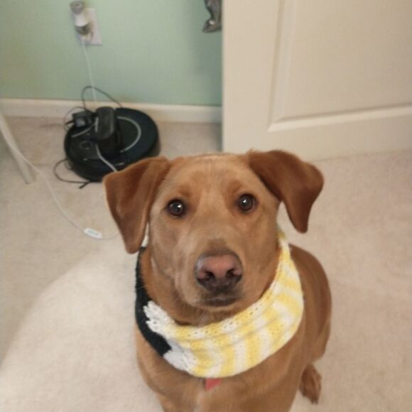 Hand Crafted Extra Large Knit Pet Ininity Scarve Dog Clothes Winter Pull Over - Picture 2 of 7